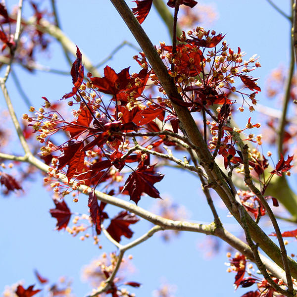 Acer platanoides 'Royal Red'