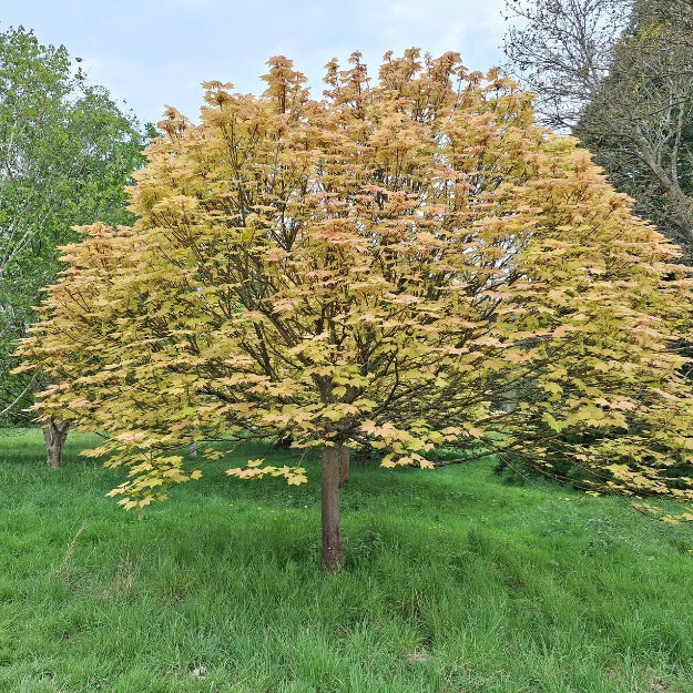 Acer pseudoplatanus 'Brilliantissimum'