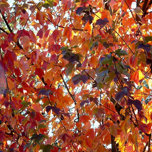Acer rubrum 'October Glory'