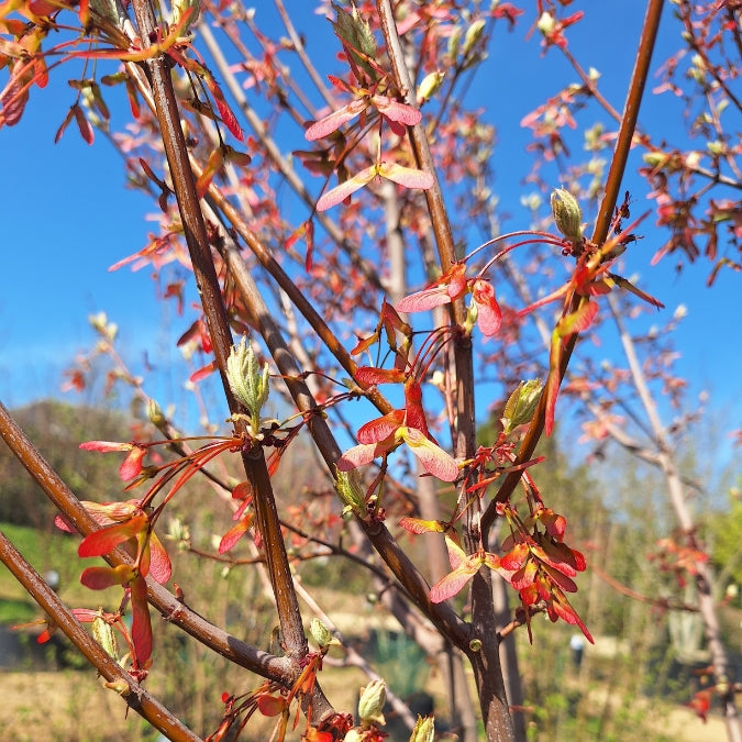 Acer rubrum 'October Glory'