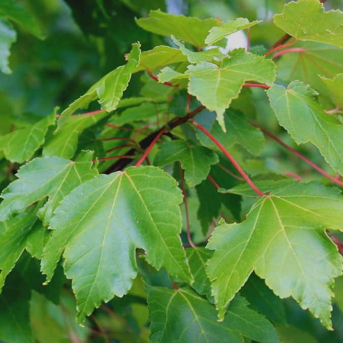 Acer rubrum 'October Glory'