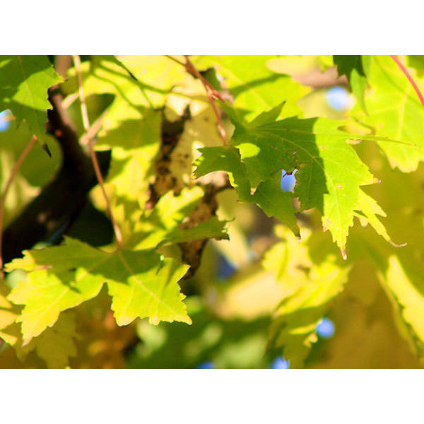 Acer sacc. 'Pyramidale'