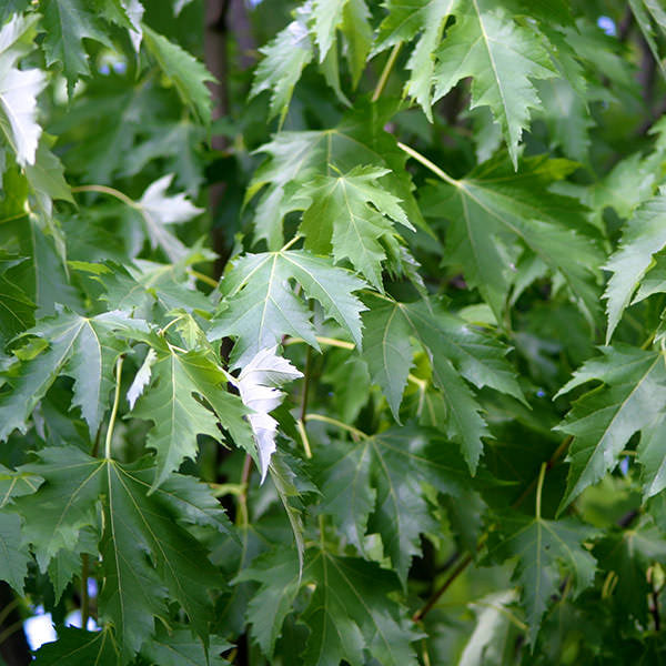 Acer sacc. 'Pyramidale'