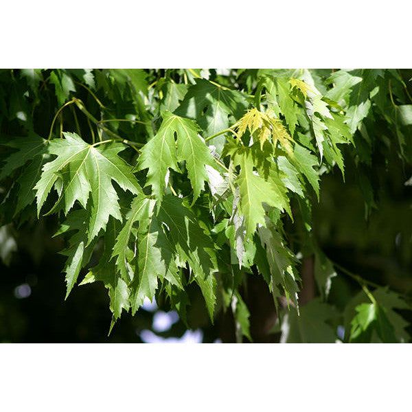 Acer sacc. 'Pyramidale'