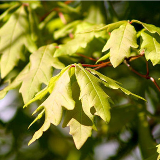 Acer triflorum