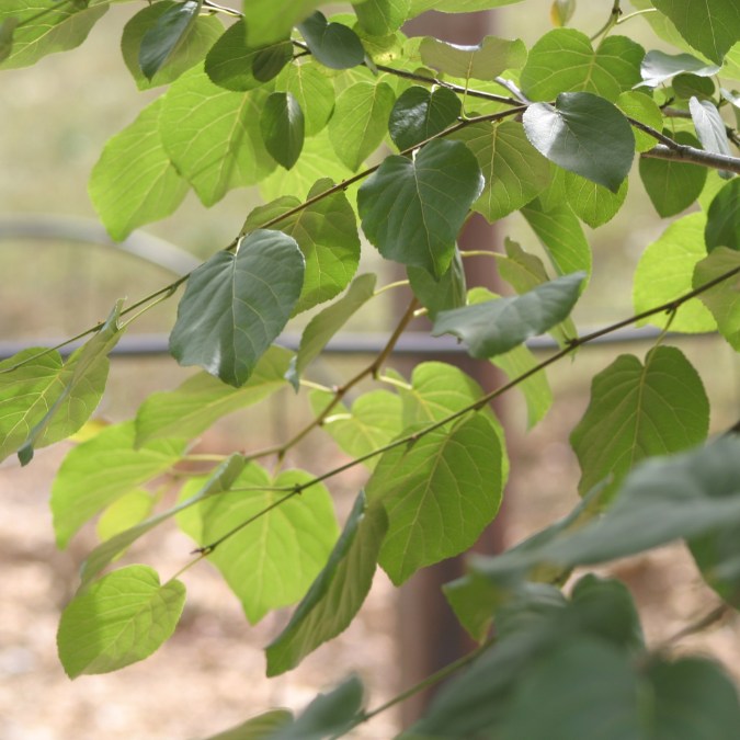 Alnus cordata