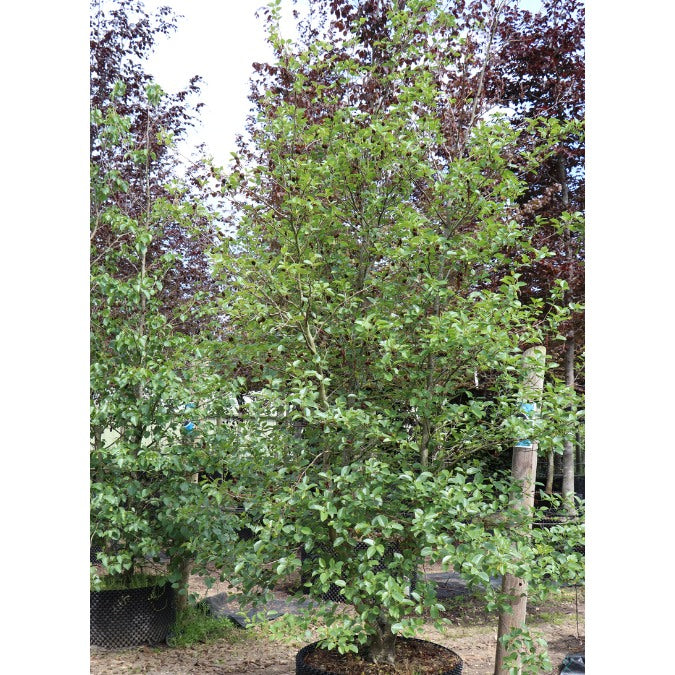 Alnus cordata