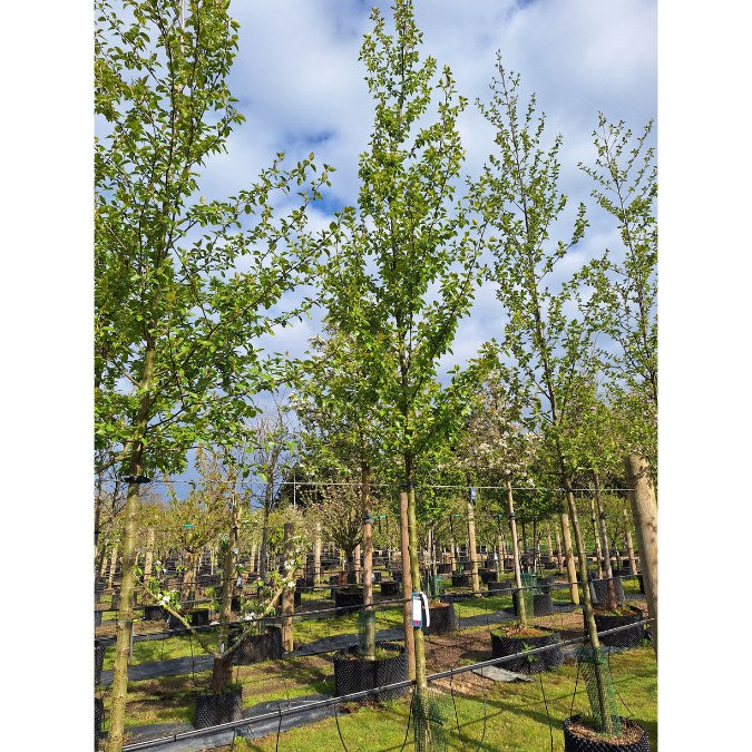Alnus cordata
