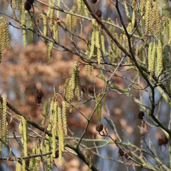 Alnus cordata
