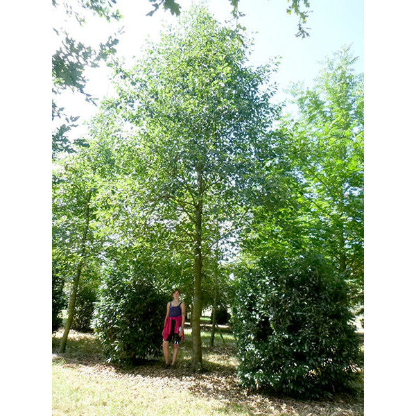 Alnus glutinosa