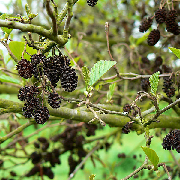 Alnus glutinosa