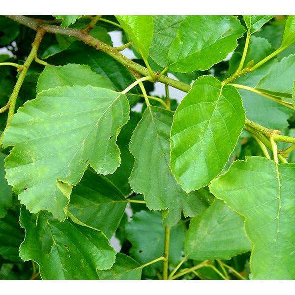 Alnus glutinosa