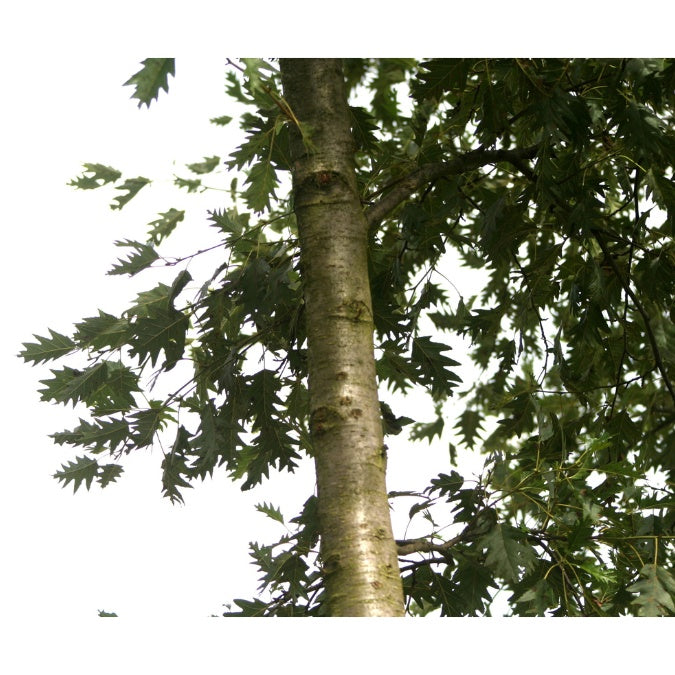 Alnus glutinosa 'Laciniata'