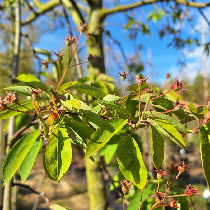 Amelanchier x grandiflora 'Ballerina'