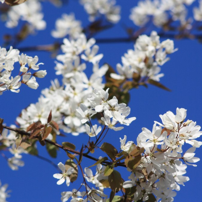 Amelanchier x grandiflora 'Ballerina'