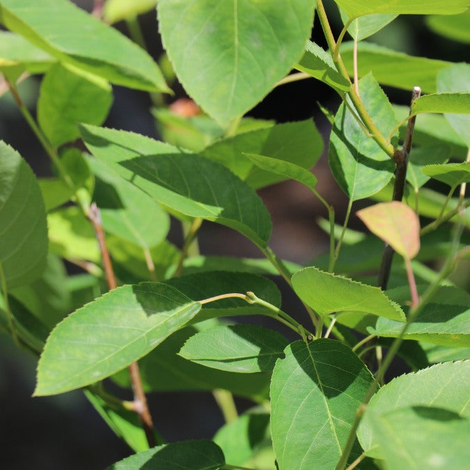 Amelanchier canadensis
