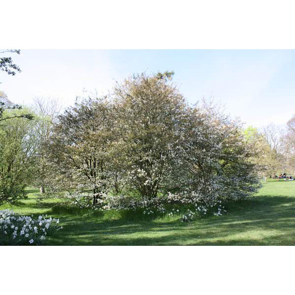 Amelanchier canadensis