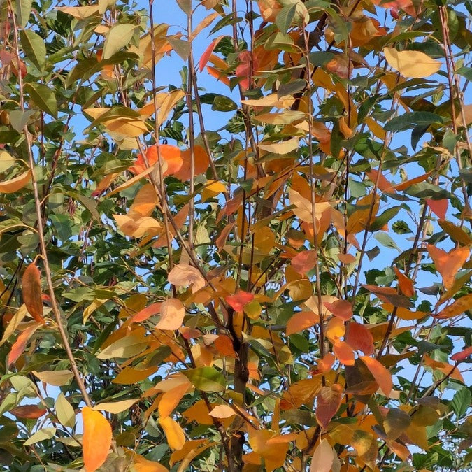 Amelanchier x grandiflora 'Robin Hill'