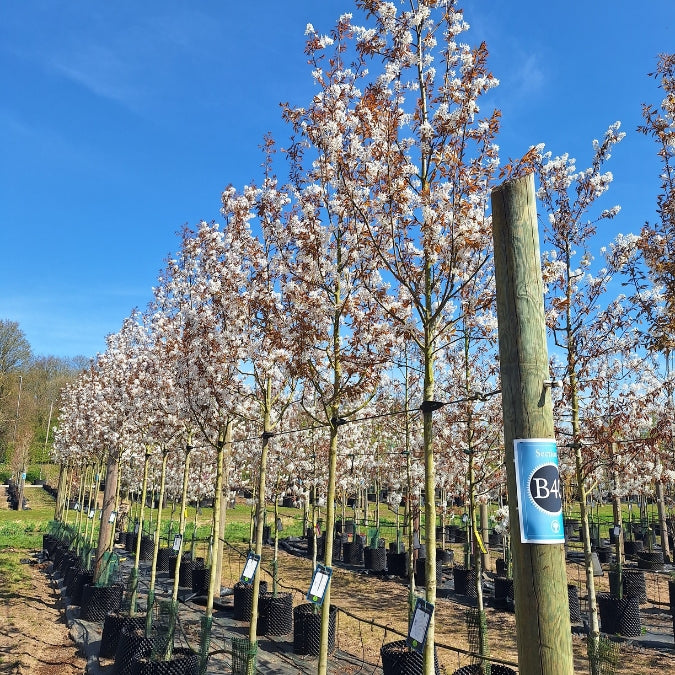 Amelanchier x grandiflora 'Robin Hill'