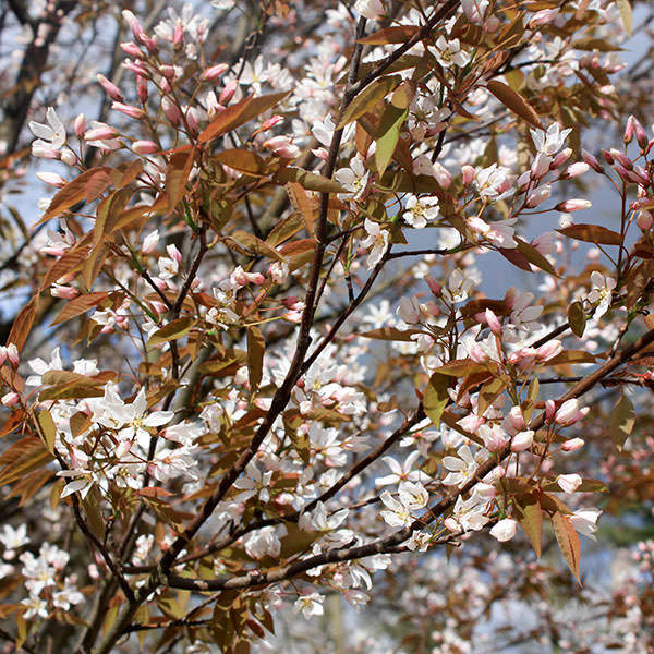 Amelanchier x grandiflora 'Robin Hill'