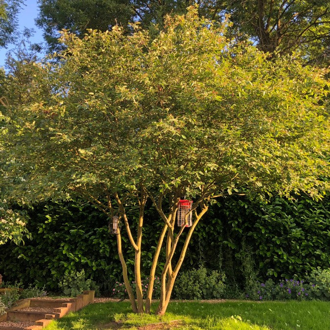 Amelanchier lamarckii