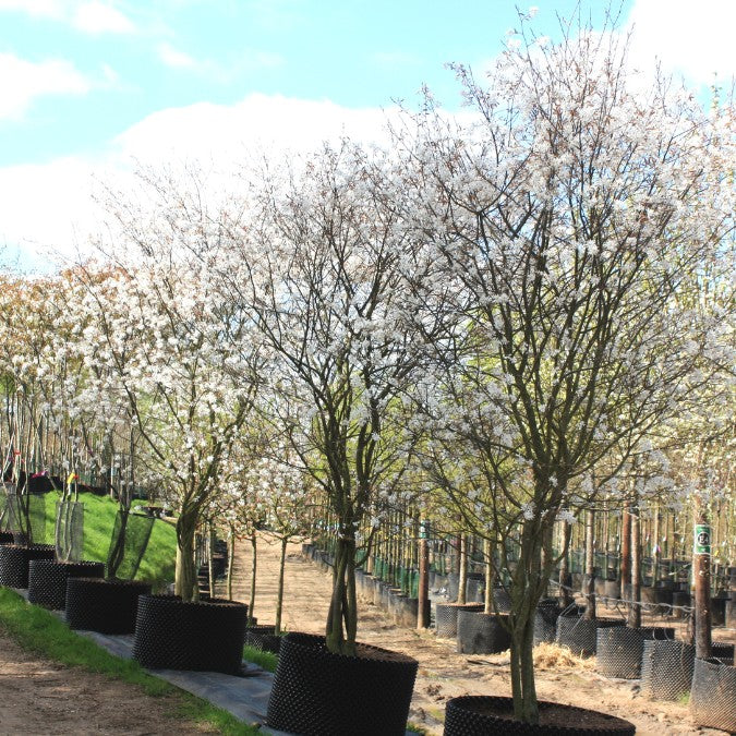 Amelanchier lamarckii