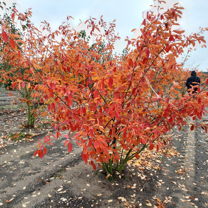 Amelanchier lamarckii