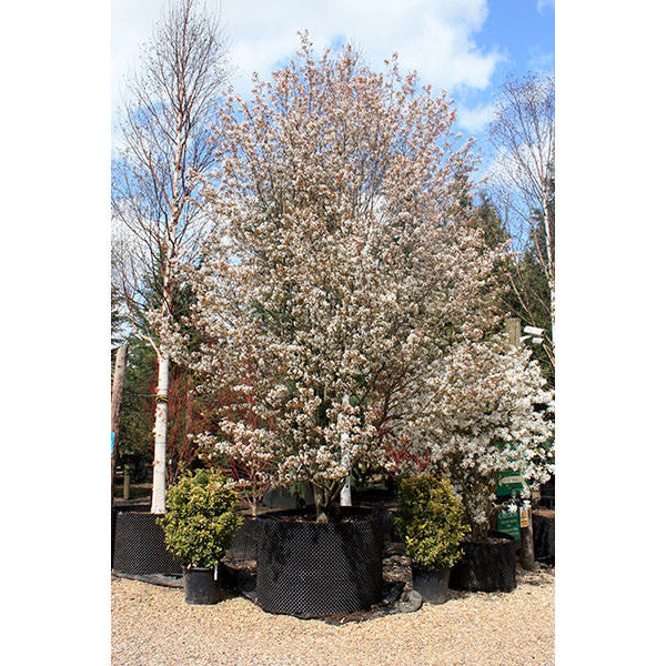 Amelanchier lamarckii