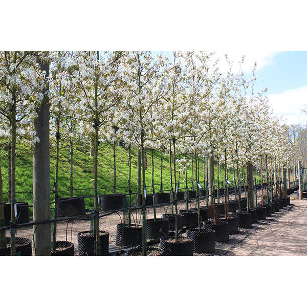 Amelanchier lamarckii