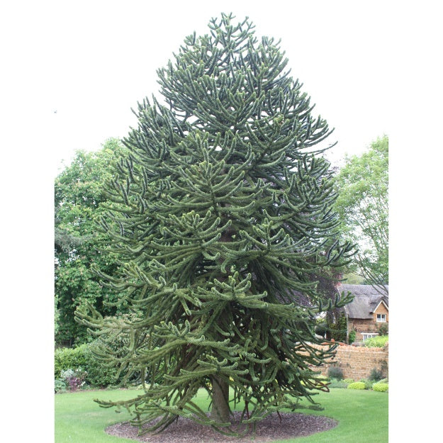 Araucaria araucana