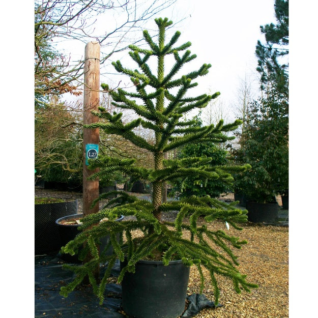 Araucaria araucana