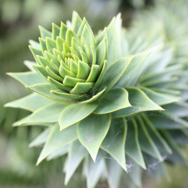 Araucaria araucana