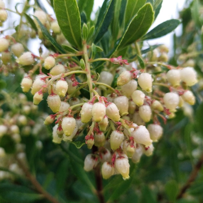 Arbutus unedo