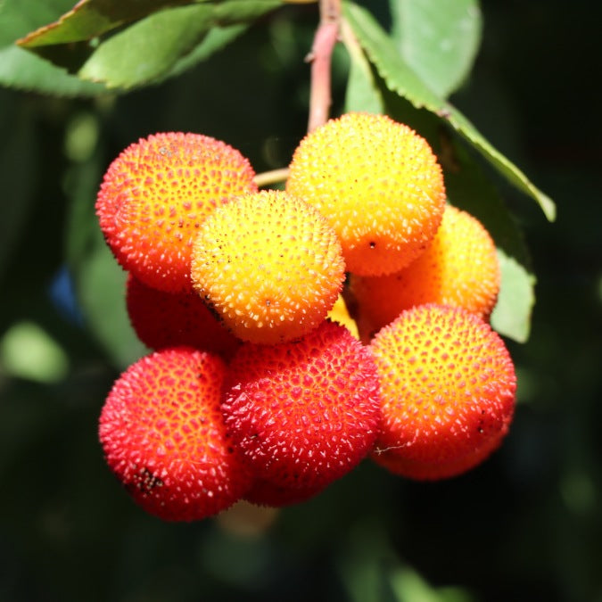 Arbutus unedo