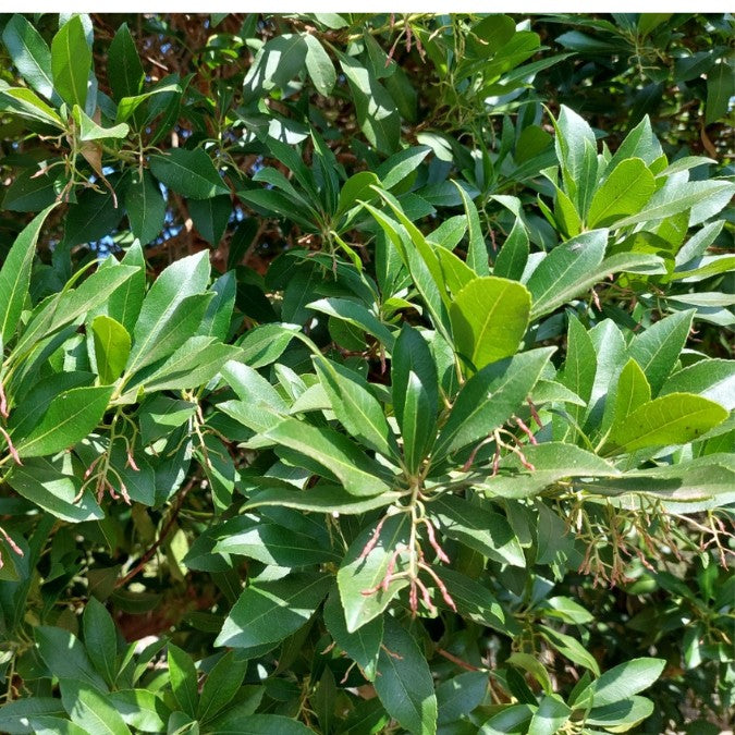 Arbutus unedo