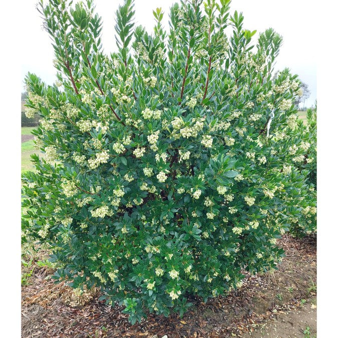 Arbutus unedo