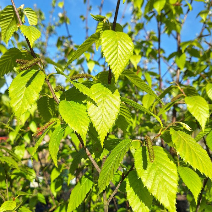 Betula albosinensis 'Fascination'