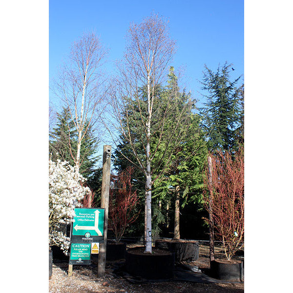 Betula albosinensis 'Fascination'