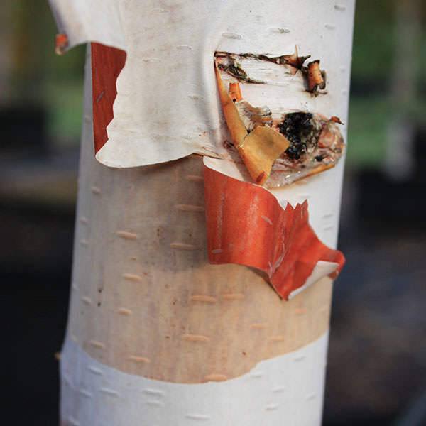 Betula albosinensis 'Fascination'