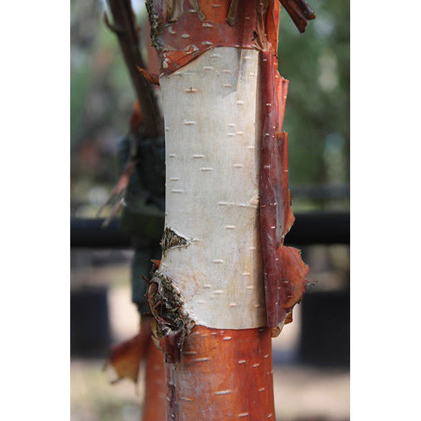 Betula albosinensis 'Fascination'