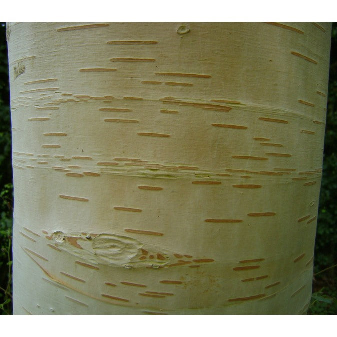 Betula costata