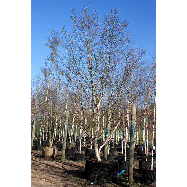 Betula costata