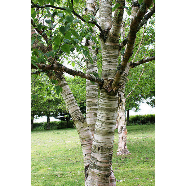 Betula ermanii
