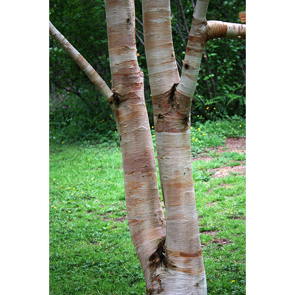 Betula ermanii