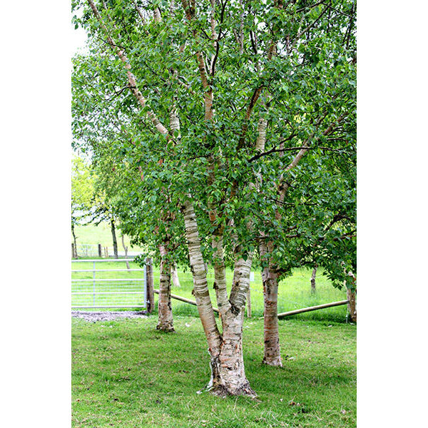 Betula ermanii