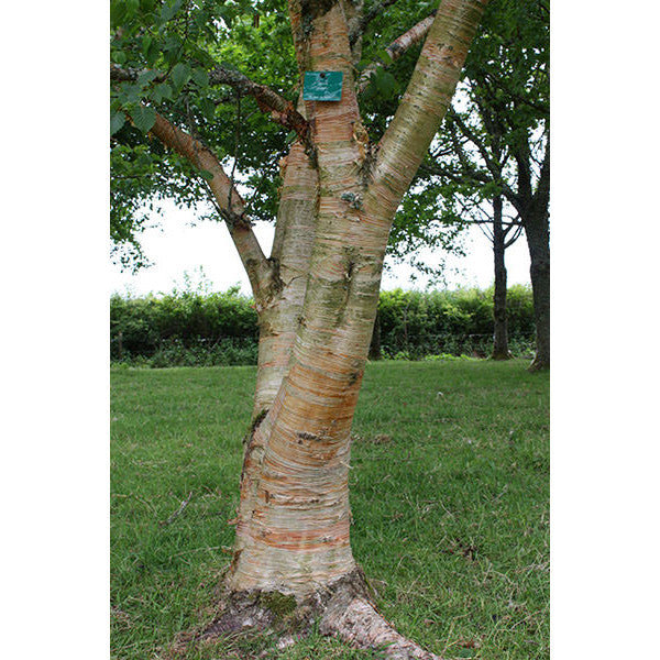 Betula ermanii