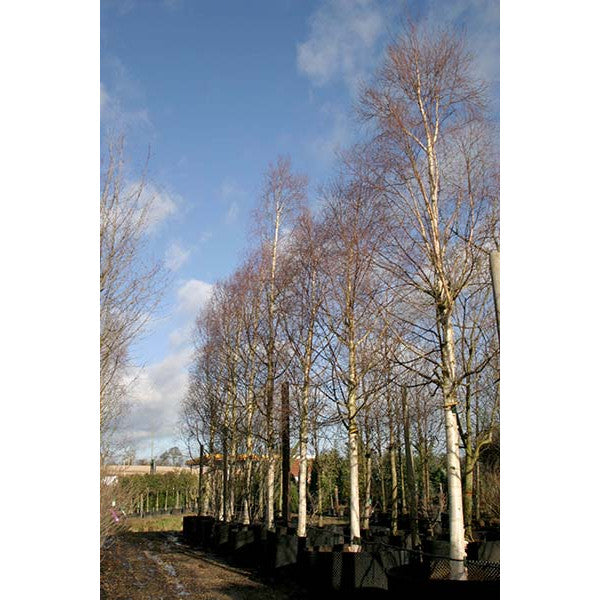 Betula ermanii