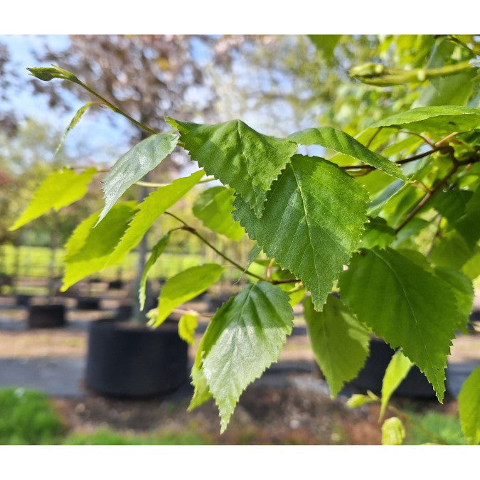 Betula ermanii 'Holland'