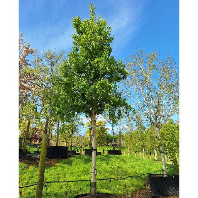 Betula ermanii 'Holland'