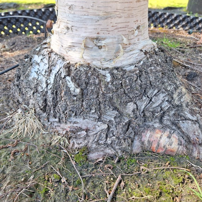 Betula ermanii 'Holland'